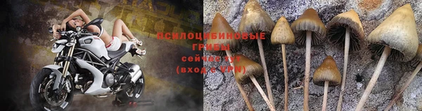 СК Вязьма